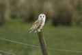 A magnificent hunting Barn Owl, Tyto alba, perching on a fence post during breeding season. Royalty Free Stock Photo
