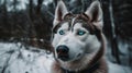 A husky with blue eyes sitting in the snow created with Generative AI