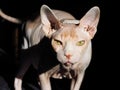 The beautiful natural delicious magnificent image of the portrait of the red and white cat of the Canadian Sphinx breed.