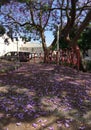 Jacaranda tree in full purple bloom, Purple blue flowers fall all over the ground