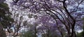 Magnificent Jacarandas in full bloom line the streets of Milsons Point, Sydney NSW Australia