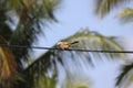 A magnificent jungle babbler on a cable rope. The bird has a beautiful glowing eyes, small beak and a thick long tail.