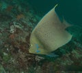 Magnificent koran angelfish swimming and feeding in the warm waters of watamu marnie park, kenya Royalty Free Stock Photo