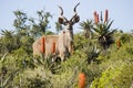 Magnificent Kudu Royalty Free Stock Photo