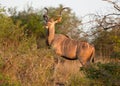 A magnificent Kudu bull alert to danger in the dense bush in a game reserve