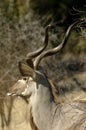 A magnificent kudu bull watching out for predators