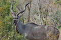 A magnificent kudu bull watching out for predators