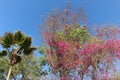 Magnificent landscape with flowering trees and palm trees in senegal