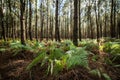 enchanting landscape of the Landes forest