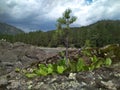 Magnificent landscape river on the shore in the Altai mountains tourist trip in the summer of Russia in the rocky gorge