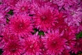 Magnificent Large Bright Pink Chrysanthemums