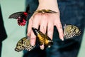 A magnificent large butterflies on a girl`s hand. Beautiful butterfly Royalty Free Stock Photo