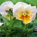 Magnificent large garden pansy flowers in the morning with drops of dew.