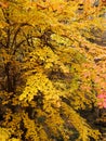 A magnificent and leafy autumn tree with yellow, orange and red leaves in the forests of northern Iran