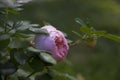 Magnificent light pink rose
