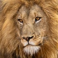 Magnificent lion Royalty Free Stock Photo