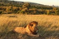 Magnificent lion resting on the grass covered field in the middle of the African jungle Royalty Free Stock Photo