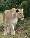 Magnificent Lioness Royalty Free Stock Photo