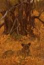 Magnificent Lioness in dried sage bush