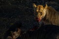 Magnificent lioness feeding off her prey in the middle of the forest Royalty Free Stock Photo