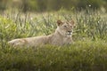 Magnificent lioness lying on a field covered with green grass Royalty Free Stock Photo