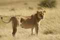 Magnificent lioness in the middle of the grass covered fields in the African jungles Royalty Free Stock Photo