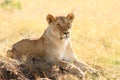 Magnificent lioness resting on a field covered with yellow grass Royalty Free Stock Photo