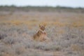 Magnificent lioness resting proudly in the middle of a grass covered field Royalty Free Stock Photo