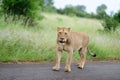 Magnificent lioness on a road by the grass covered field and trees Royalty Free Stock Photo