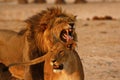 Magnificent Lions Flehmen Response