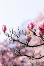 Magnificent Magnolia Blossoms in Springtime