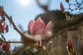 Magnificent Magnolia flower illuminated by the rays of the sun, in spring. Beautiful large pink and white flowers, blue sky, roman