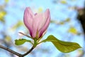 Magnificent magnolia flowers