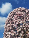 Magnificent magnolia full of flowers in a garden with the background of a blue sky full of clouds