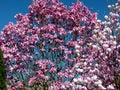 Magnolia tree with red flowers against dark blue sky in full sun