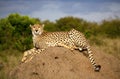 A magnificent male cheetah sits atop a termite mound in Kenya Royalty Free Stock Photo