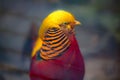 Magnificent male golden pheasant bird with beautiful feathers Royalty Free Stock Photo