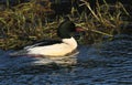 A magnificent male Goosander, Mergus merganser, swimming on a fast flowing river in the UK. It is diving under the water catching