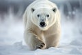 Magnificent Male Polar Bear waking toward the camera with snow background