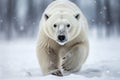 Magnificent Male Polar Bear waking toward the camera with snow background Royalty Free Stock Photo