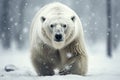 Magnificent Male Polar Bear waking toward the camera with snow background Royalty Free Stock Photo
