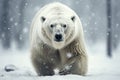 Magnificent Male Polar Bear waking toward the camera with snow background