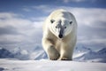 Magnificent Male Polar Bear waking toward the camera with snow background