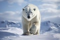 Magnificent Male Polar Bear waking toward the camera with snow background