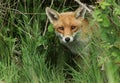 A stunning male wild Red Fox, Vulpes vulpes, hunting in a field in spring.