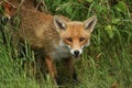A magnificent male wild Red Fox, Vulpes vulpes, hunting in a meadow.