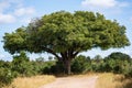 Magnificent marula tree Sclerocarya birrea with wide span, Kruger National Park, South Africa