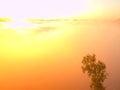 Magnificent morning. The gulch is full of shinning orange mist, fresh green tree in foreground makes contrast. Beautiful fogy land