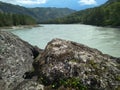 Magnificent mountain Altai landscape with branches, cedar on the Katun river mountains on the banks Royalty Free Stock Photo