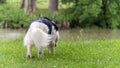 Magnificent mountain dog of the Pyrenees, at the edge of a lake in the rain, back view, its tail in plume